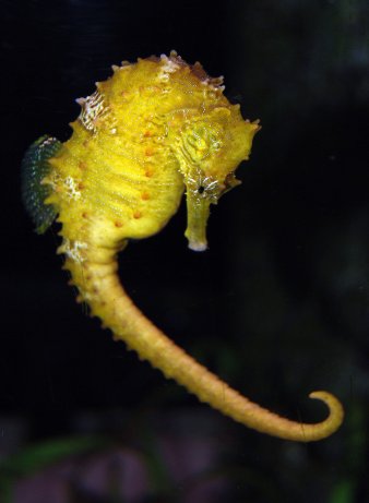 Seahorse in Yellow